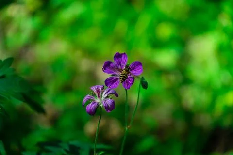 Iberian Geranium. bee pollinates a forest flower. Stock Photos