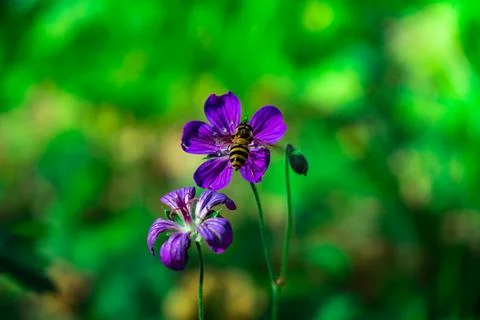 Iberian Geranium. bee pollinates wild purple flower Stock Photos