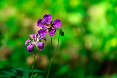 Iberian Geranium. a bee pollinates a wild purple flower. Iberian Geranium Stock Photos
