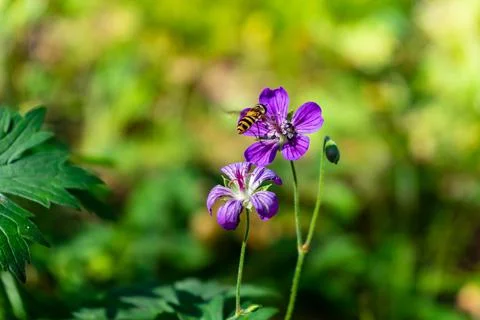 Iberian Geranium. bee pollinates a wild purple flower Stock Photos