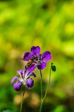 Iberian Geranium. bee pollinates a wild purple flower Stock Photos