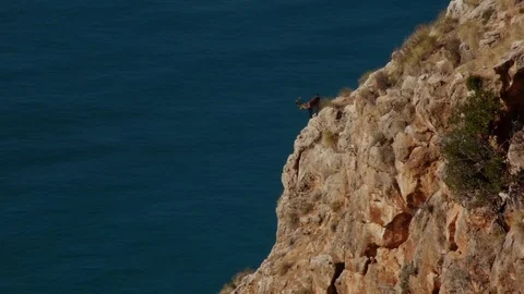 Iberian ibex on the cliff Stock Footage 69916938