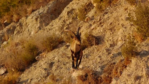 Iberian ibex climbed to the rock Stock Footage 69907138
