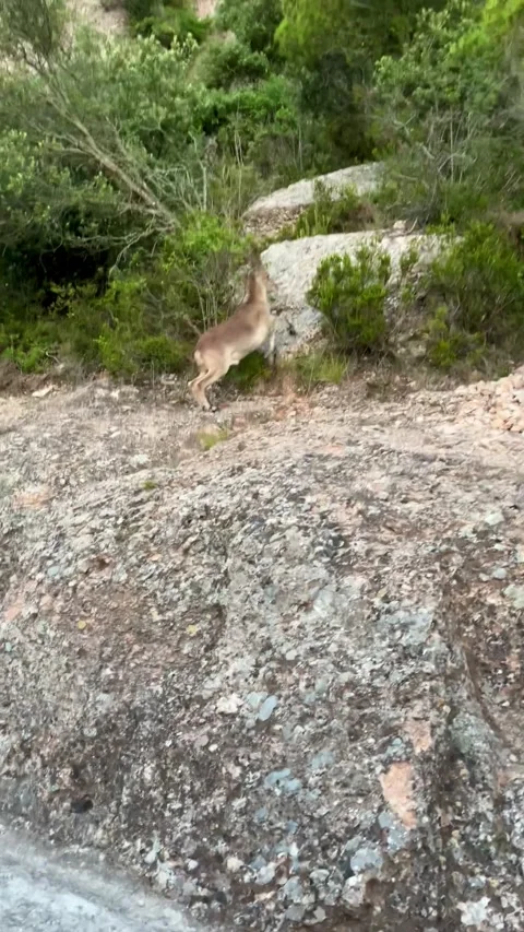 Iberian ibex encounter at the start of a Montserrat hike Stock Footage 344409741
