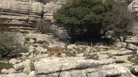 Iberian ibex Stock Footage 58089342