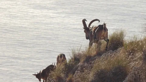Iberian ibex group Stock Footage 69904216
