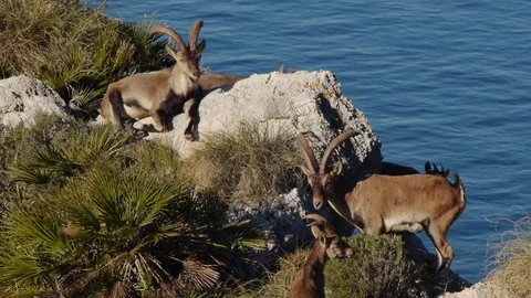Iberian ibex group Stock Footage 71053302