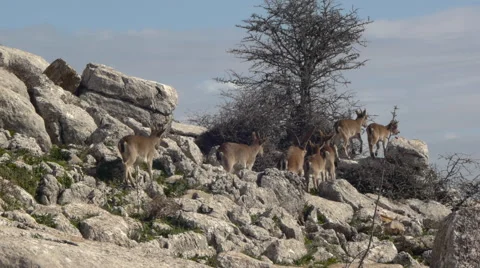 Iberian ibex herd Stock Footage 58069430