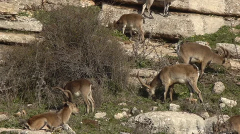 Iberian ibex herd Stock Footage 58104411