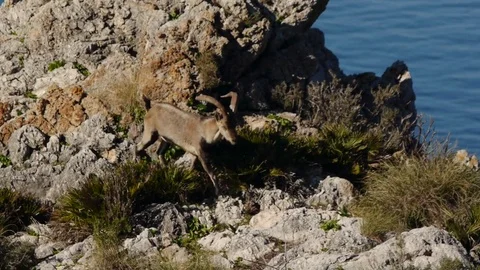 Iberian ibex for its domains Stock Footage 71056833