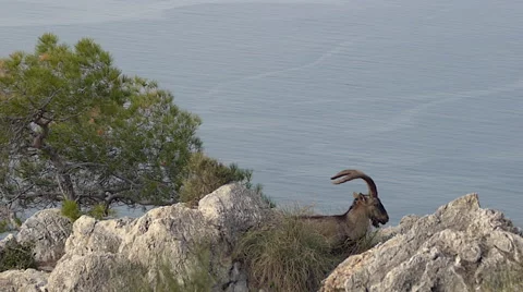 Iberian ibex Mr. summits Stock Footage 58538066