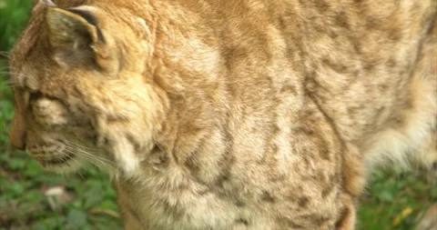 Iberian lynx closeup 3 Stock Footage 280491417