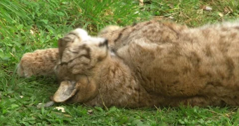 Iberian lynx closeup Stock Footage 280491412