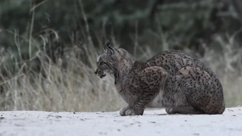 Iberian lynx crouched looking to the left Stockbeeldmateriaal 226959407