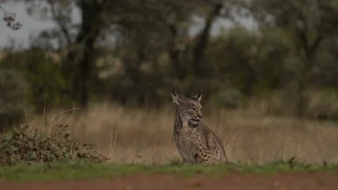 Iberian lynx, Lynx pardinus, wild cat endemic to Iberian Peninsula in southweste Stock Footage 229493534