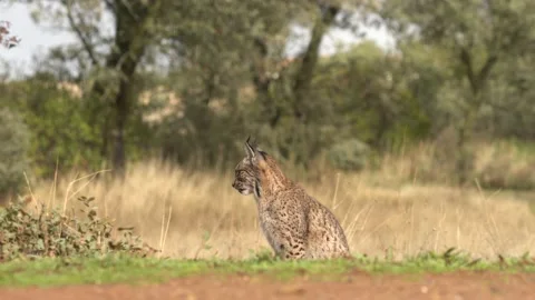 Iberian lynx, Lynx pardinus, wild cat endemic to Iberian Peninsula in southweste Stock Footage 229493662