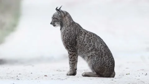 Iberian lynx sitting looking to the left Stockbeeldmateriaal 226959365