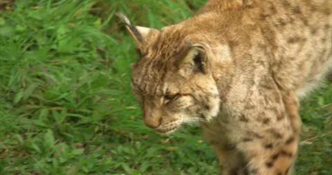 Iberian lynx walking closeup Stock Footage 280491285