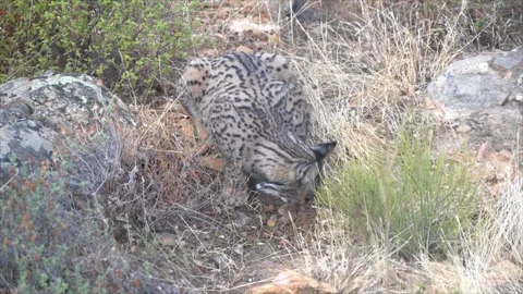 Iberian Lynx  While Eating - 704 Stock Footage 308818078