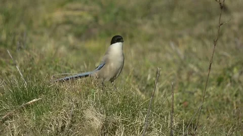 Iberian magpie Stock Footage 49055574