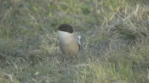 Iberian magpie Stock Footage 49074692