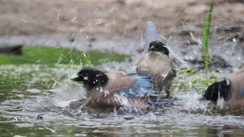 Iberian magpies taking a bath Stock Footage 171455367