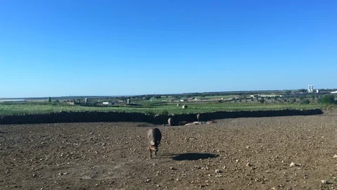 Iberian pig walking towards camera Video stock 108104893