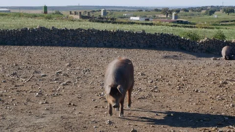 Iberian pig walking towards camera Video stock 108106944