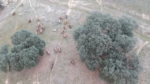 Iberian pigs Video stock 91407534