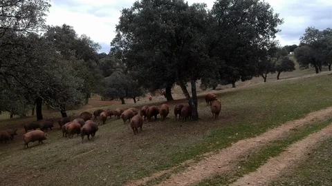 Iberian Pigs Stock Footage 91407655