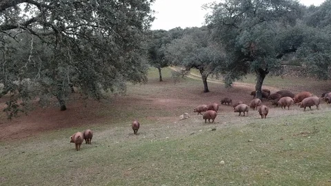Iberian pigs Stock Footage 91408397
