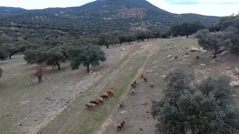 Iberian pigs Stock Footage 91408687