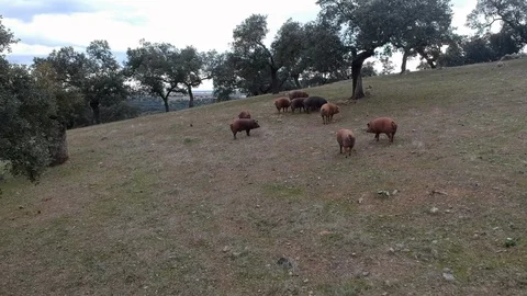 Iberian pigs Stock Footage 91462212