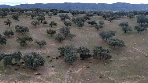 Iberian Pigs Stock Footage 91988966