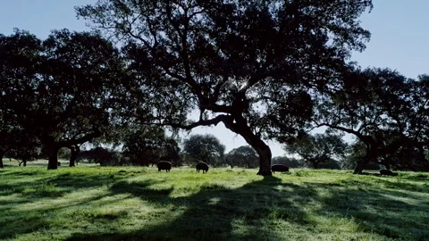 Iberian pigs 스톡 동영상 302019550