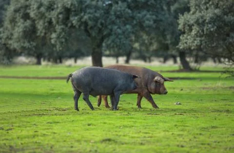 Iberian Pigs Stock Photos