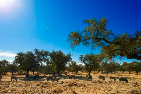 Iberian Pigs 스톡 사진