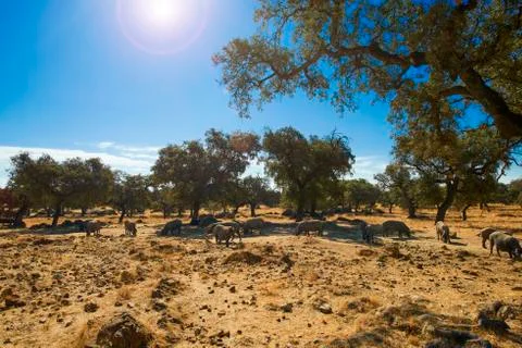Iberian Pigs Stock Photos