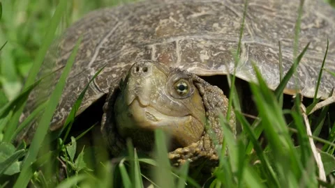 Iberian pond turtle (Mauremys leprosa), Stock Footage 234388957