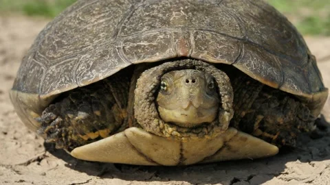 Iberian pond turtle (Mauremys leprosa), Stock Footage 234389044