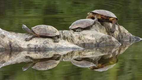 Iberian pond turtle (Mauremys leprosa), Video stock 234389148