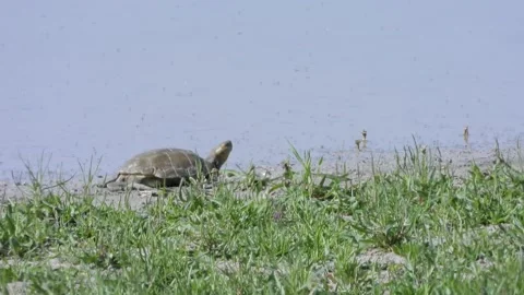 Iberian pond turtle (Mauremys leprosa), Stock Footage 234389488