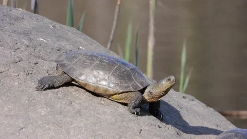 Iberian pond turtle (Mauremys leprosa), Stock Footage 234389650