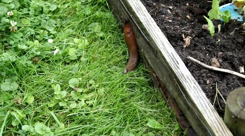 Iberian snail Stock Footage 494847