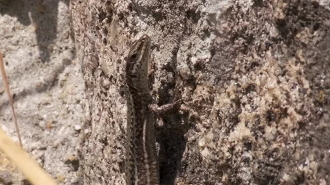 Iberian Wall Lizard clinging to old stone wall in Portugal. Close up. Stock Footage 134853917