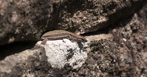 Iberian Wall Lizard, in gap on old stone wall in rural Portugal Stock Footage 134833031