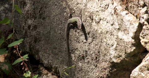 Iberian Wall Lizard (Podarcis hispanicus), on old stone wall in rural Portugal Stock Footage 134828293