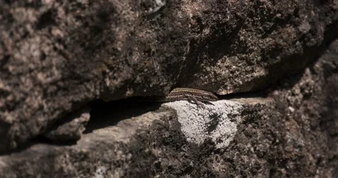 Iberian Wall Lizard (Podarcis hispanicus), in old stone wall in rural Portugal Stock Footage 134836707