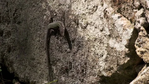 Iberian Wall Lizard resting on an old stone wall in rural Portugal. Pan left. 库存影片 134854168