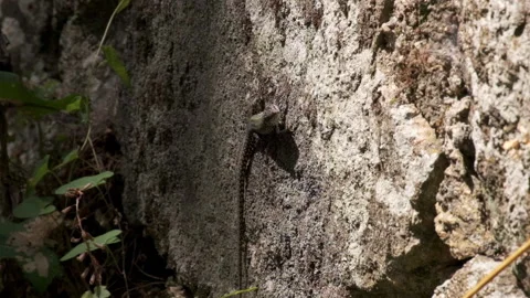 Iberian Wall Lizard resting in sunlight on stone wall in Portugal. Slow zoom Stock Footage 134854036